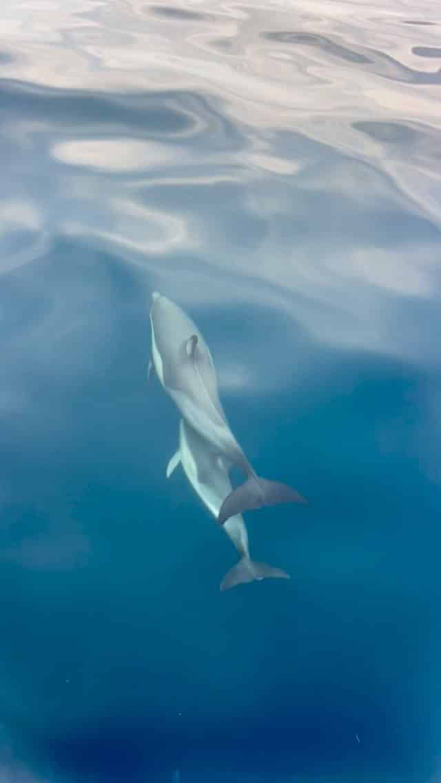 #Australia #dolphins #perfection