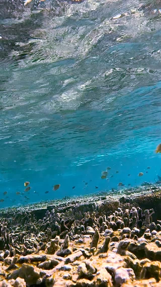 #shark #ladyelliotisland #paradise