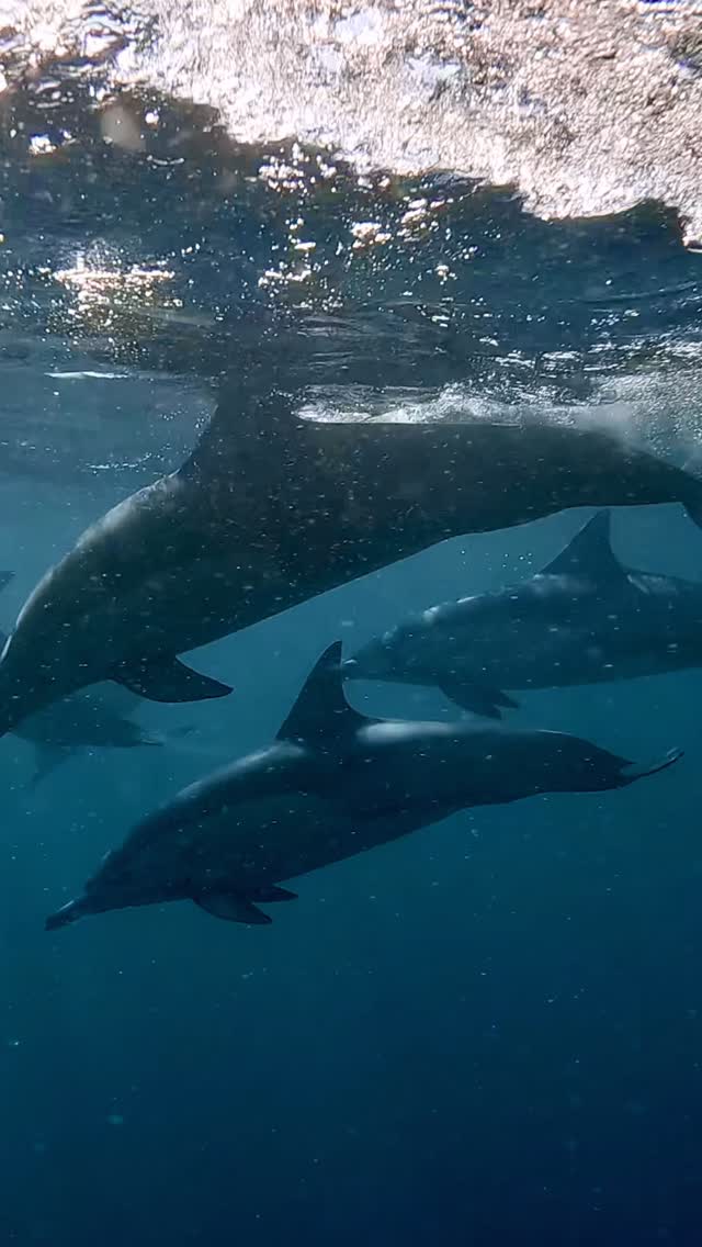 Bow-riding companions 🐬