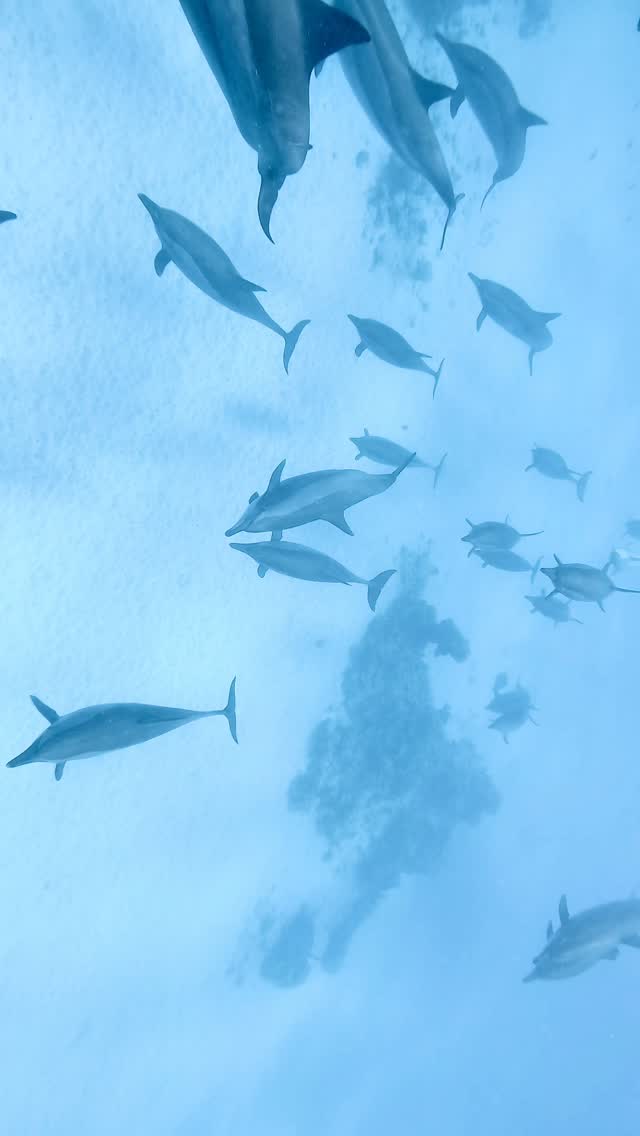 When the deep sends its finest welcome,
you experience something you wish could last forever 🐬