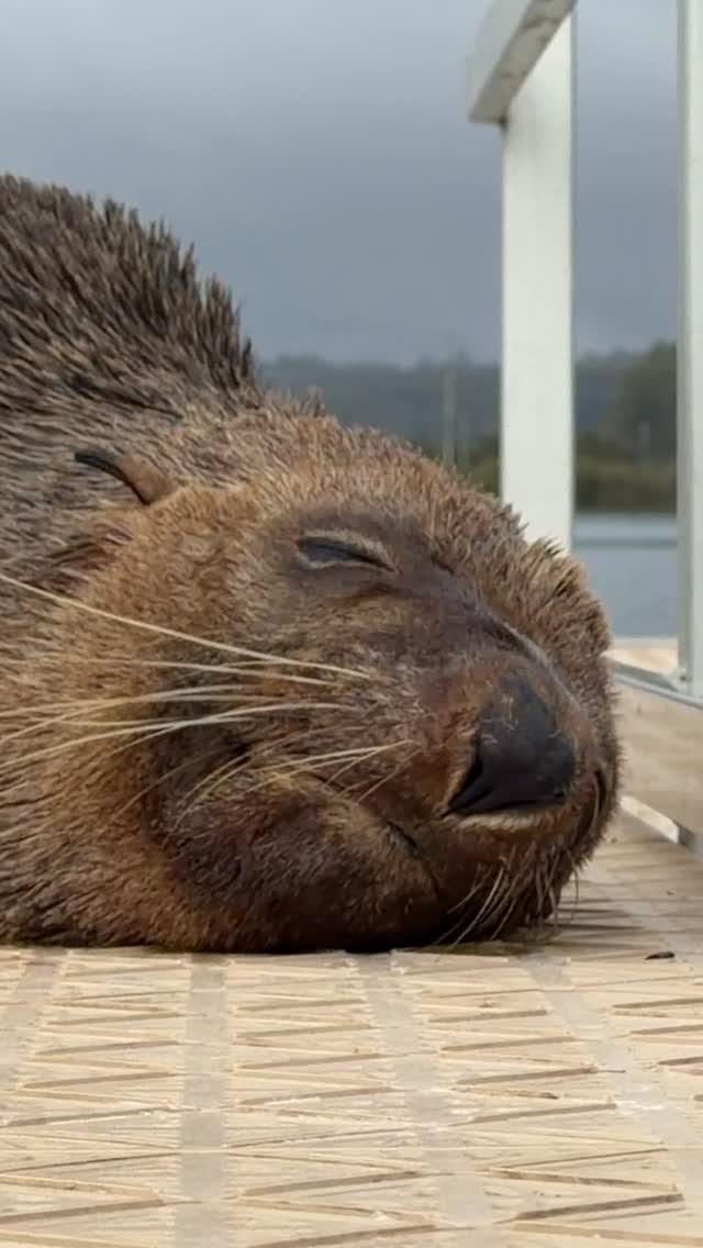 Sleepy Australian fur seal 🦭