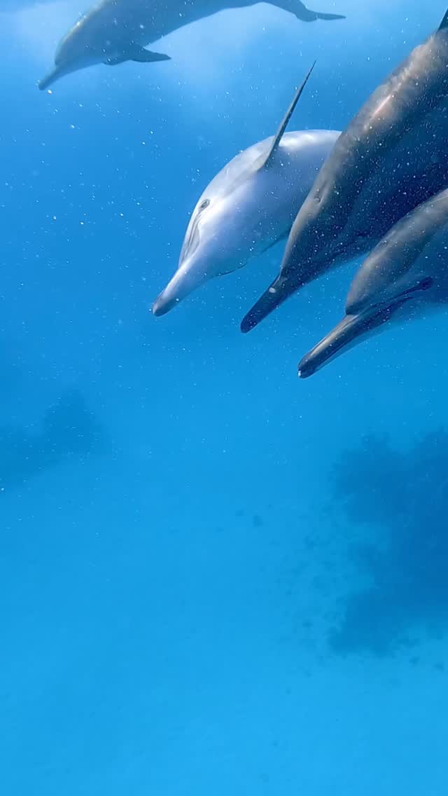 Close encounters with the dolphins of Sataya 🩵