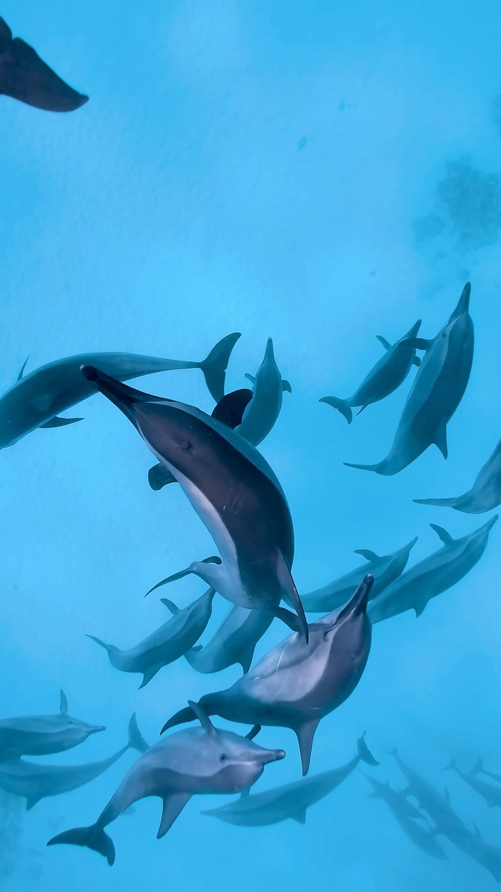 Lost in a whirlwind of dolphins 🩵
