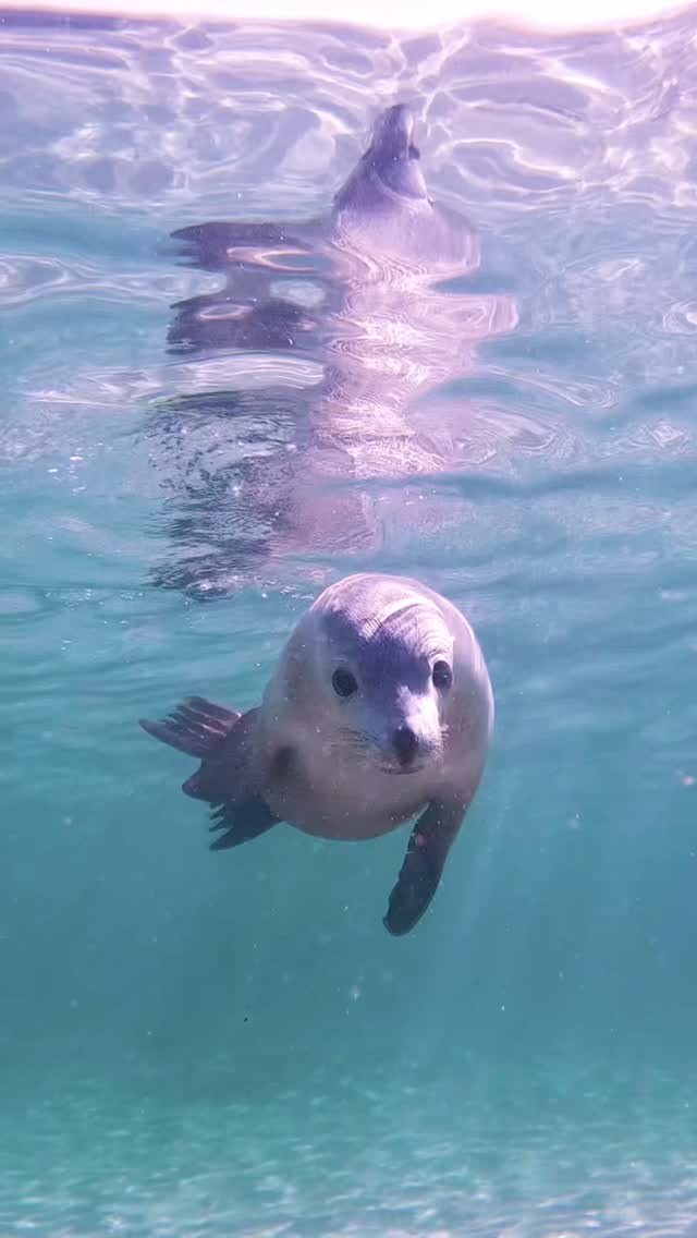Water puppy 🐶 

#seeaustralia