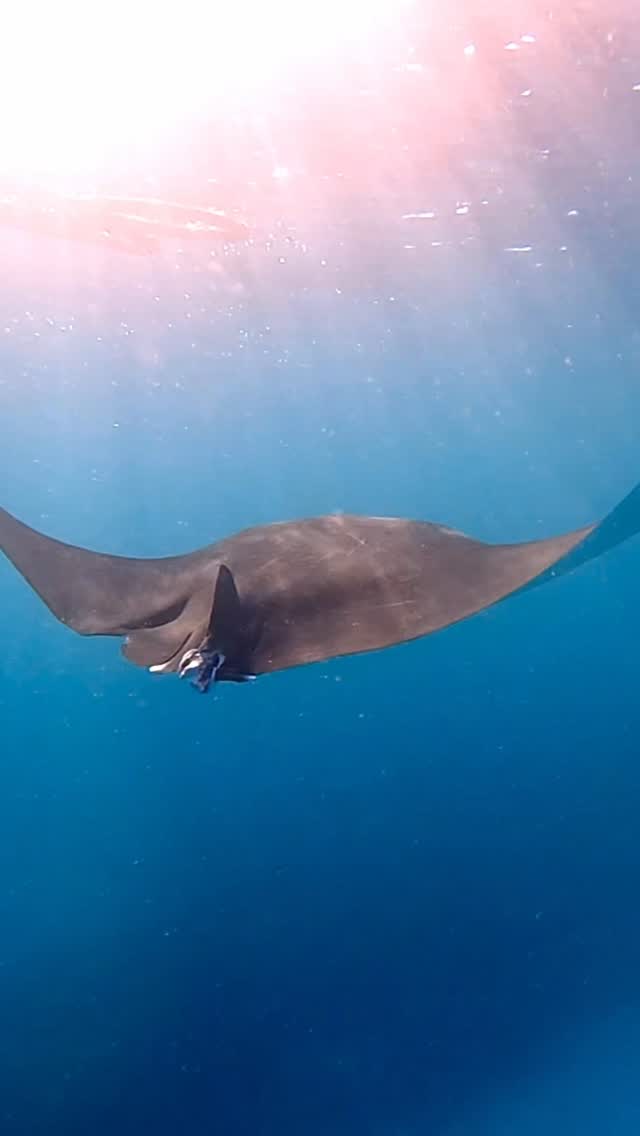 A quiet moment with a giant of the ocean.