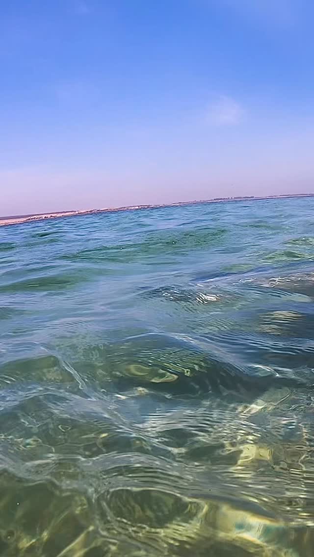 Catch me if you can 🐶