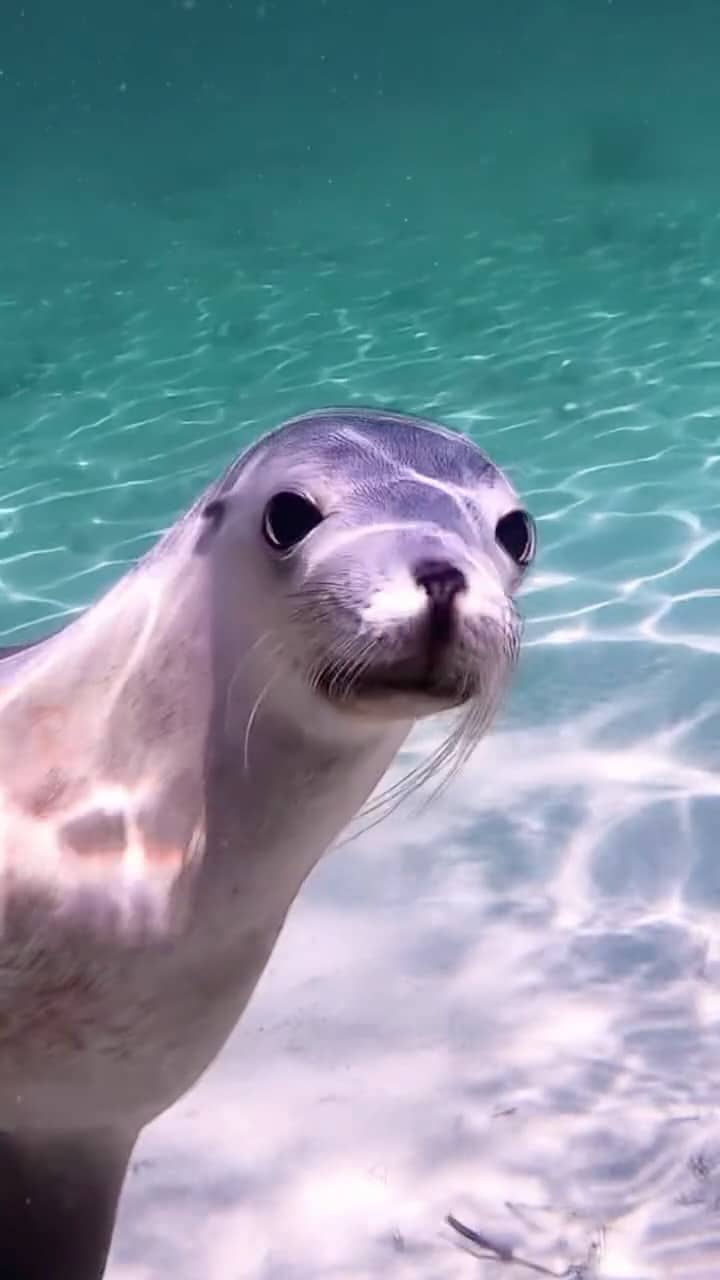 Impossible not to smile around these little legends 🦭 Would you swim with these underwater puppies?

#seeaustralia