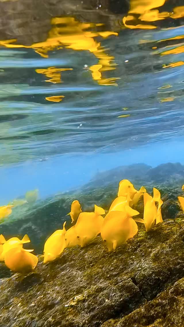 #hawaii #bigislandhawaii #underwater