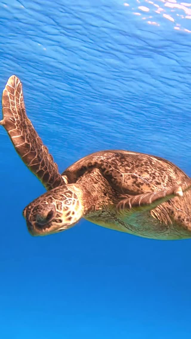 Underwater paradise 🩵🐢