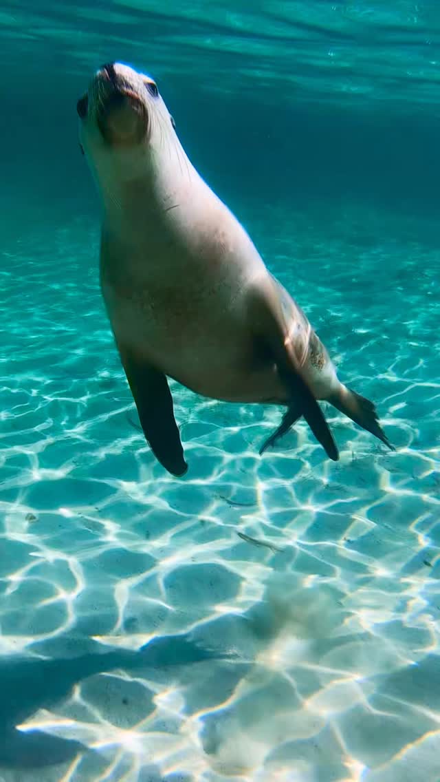 Underwater puppy 🩵