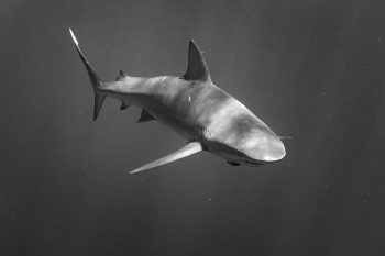 Black and white fine art print of a Galapagos shark swimming in open ocean off Oahu, Hawaii.