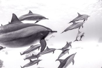 Black and white fine art print of spinner dolphins swimming in clear water in the Red Sea.