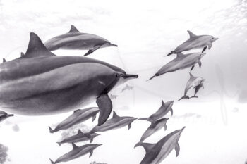 Pod of spinner dolphins swimming underwater at Sataya Reef, Egypt, in black and white fine art ocean wildlife photography