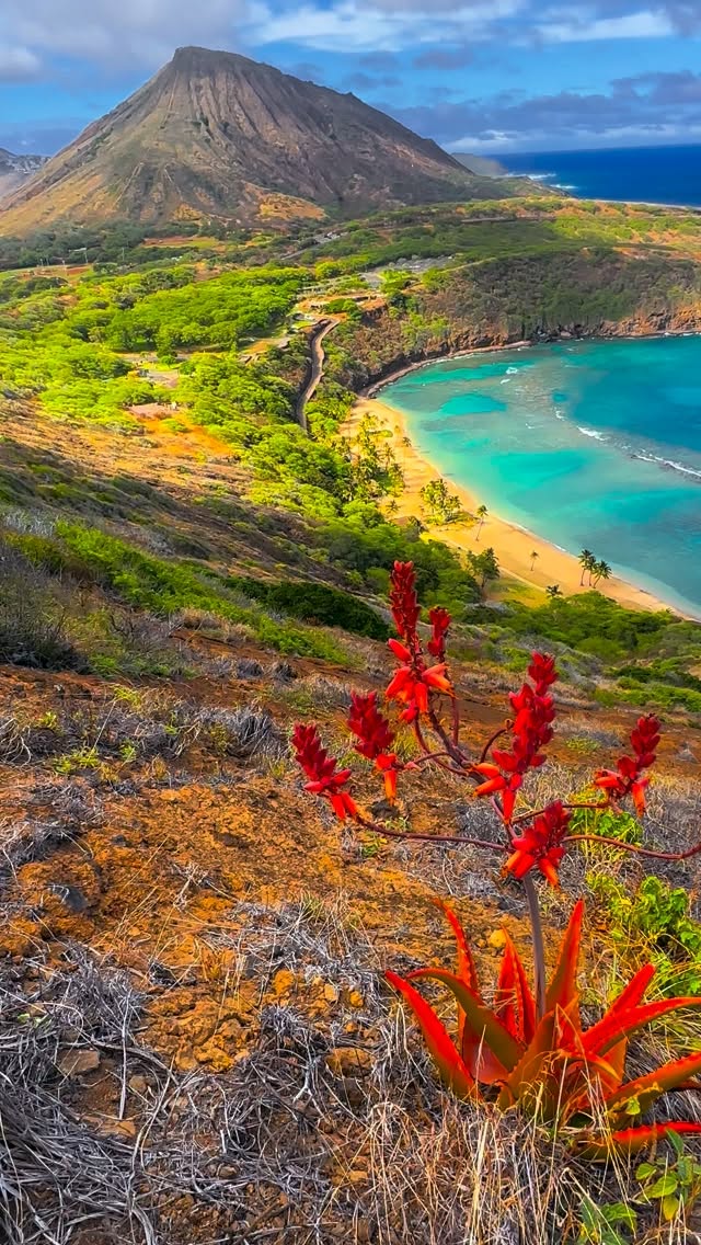 Standing above Hanauma Bay, wondering how one island can hold so much beauty 🩵