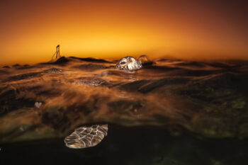 Mounted fine art print of green sea turtle breathing at sunrise, split-level ocean view at Heron Island, Great Barrier Reef, Australia.
