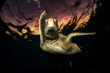 Mounted fine art print of green sea turtle swimming below glowing sunset surface at Lady Elliot Island, Great Barrier Reef, Australia
