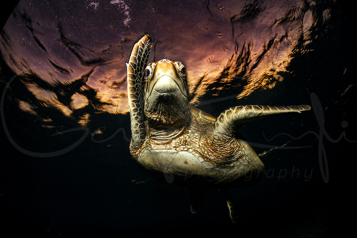 Green sea turtle swimming beneath a dramatic golden sunset at Lady Elliot Island, captured in fine art underwater photography.