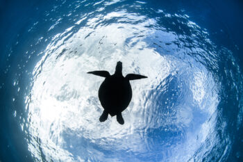 Mounted fine art print of green sea turtle silhouette viewed from below at Lady Elliot Island, Great Barrier Reef, Australia.