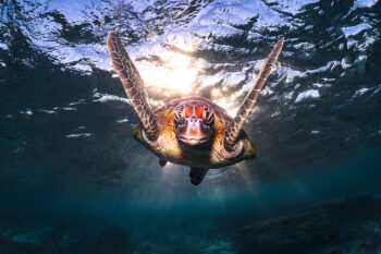 Mounted fine art print of green sea turtle swimming toward camera at sunrise, Lady Elliot Island, Great Barrier Reef, Australia.