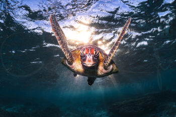 Green sea turtle swimming towards the camera beneath glowing sunlight at Lady Elliot Island, fine art underwater photography.