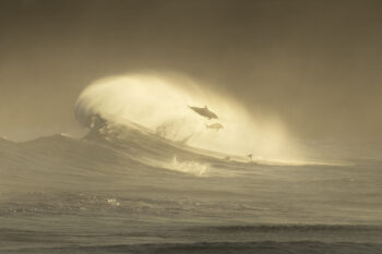 Mounted fine art print of bottlenose dolphins leaping above sunrise waves at Bronte Beach, Sydney, Australia.