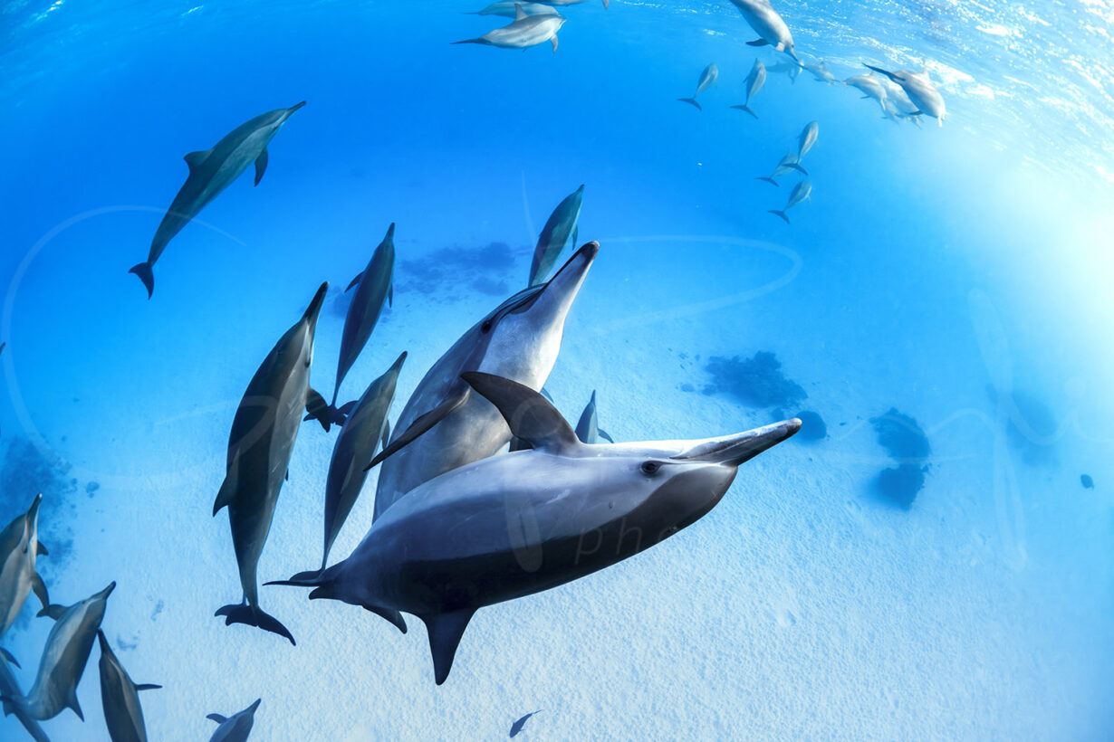 Spinner dolphins swimming together underwater at Sataya Reef, Egypt, captured in ocean wildlife photography.