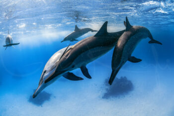 Spinner dolphins swimming together underwater in clear blue ocean at Sataya Reef, Egypt, captured in marine wildlife photography.