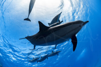 Spinner dolphins swimming beneath the sunlit ocean surface at Sataya Reef, Egypt, captured in underwater wildlife photography.