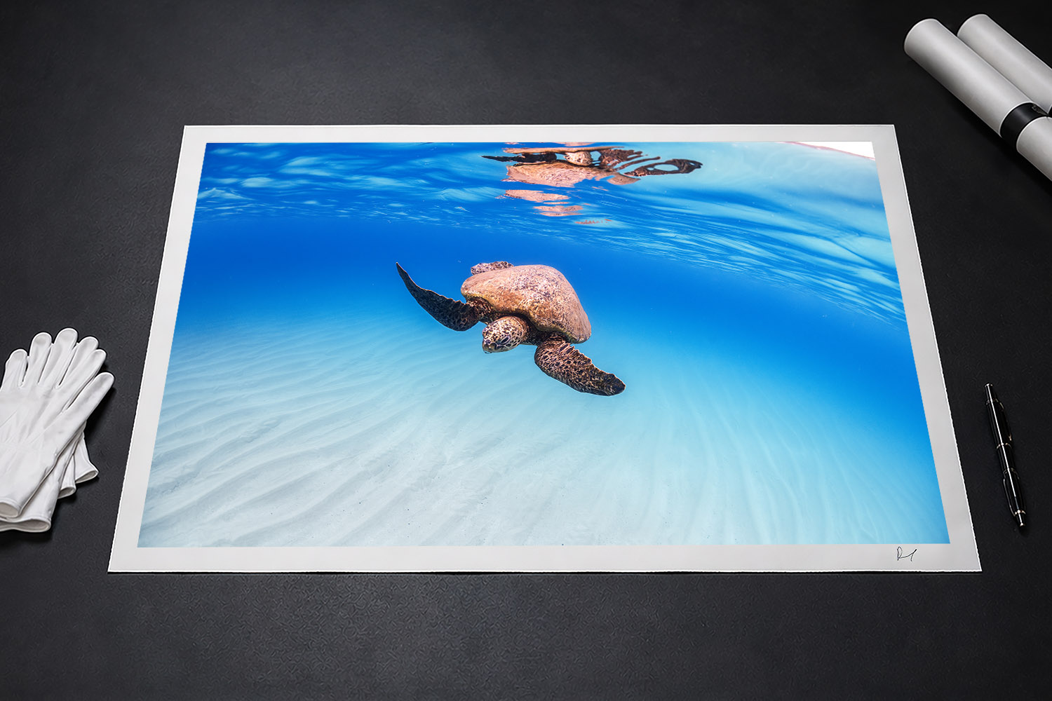 Green sea turtle swimming in clear blue water at Oahu, Hawaii, presented as a signed fine art print