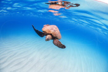 Green sea turtle swimming through clear blue ocean water at Oahu, Hawaii, underwater wildlife photography