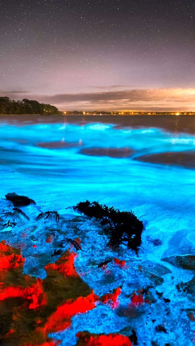 If you’ve ever watched Avatar and wondered what Pandora would look like in real life, this is probably the closest you’ll get.

Every image in this reel is a real photograph of bioluminescence captured in the ocean. No AI, no digital effects, just tiny organisms producing their own light and turning the waves into an electric blue spectacle.