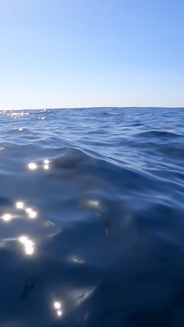 Bow-riding companions 🐬