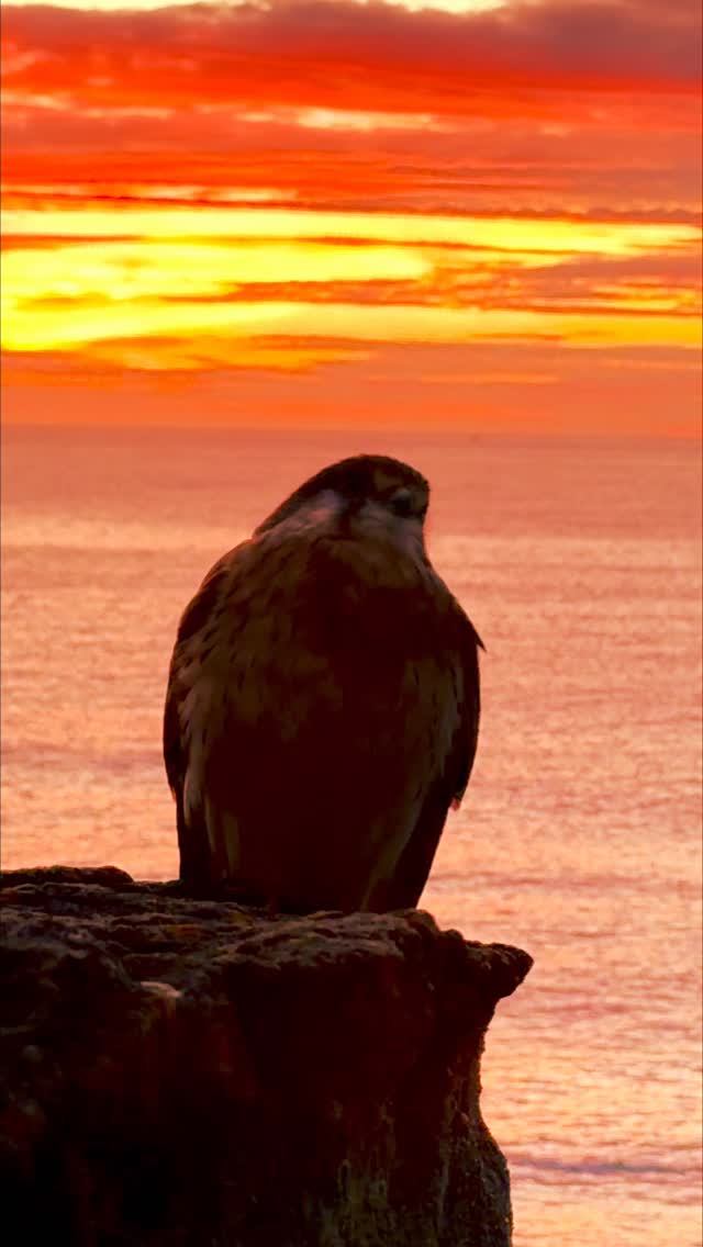 Every sunrise is special, but they’re even better when shared with a good friend 🔥🦅