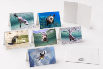 Ocean Puppies Collection fine art greeting cards featuring original award-winning photography