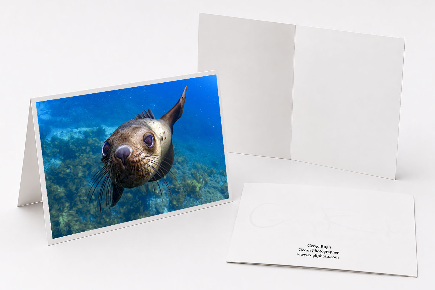 Australian fur seal underwater fine art greeting card featuring original photography from Montague Island.