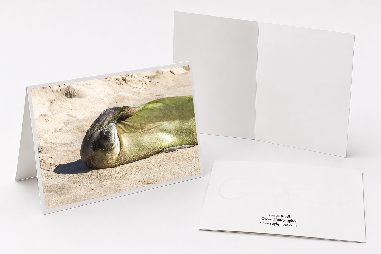Hawaiian monk seal resting on a beach fine art greeting card featuring original photography from Oahu, Hawaii.