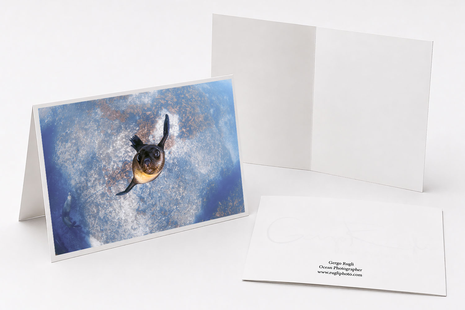 Australian fur seal swimming underwater fine art greeting card featuring original photography from Montague Island.