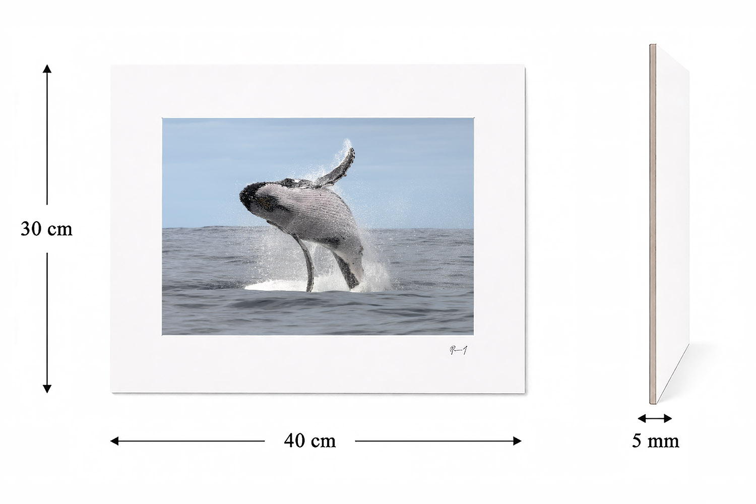 Breaching humpback whale at Port Stephens, Australia, mounted fine art print, 30 × 40 cm and ready to frame.