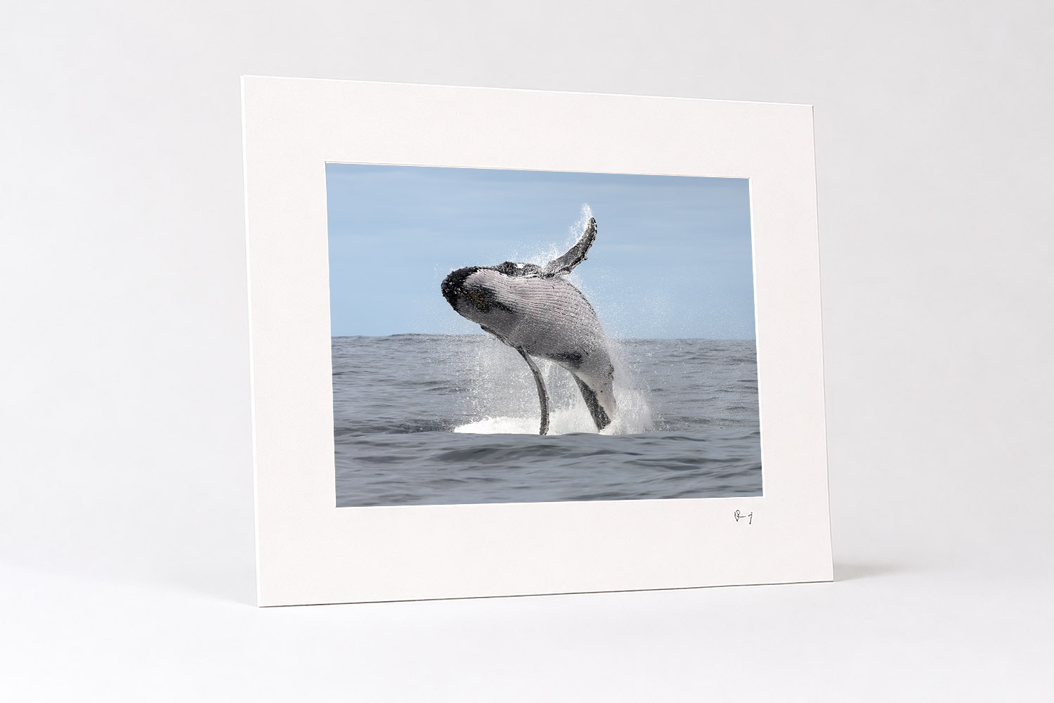 Mounted fine art photograph of a humpback whale breaching from the ocean at Port Stephens, Australia.