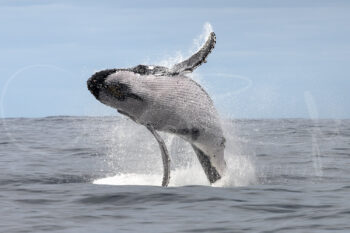 Humpback whale breaching dramatically from the ocean at Port Stephens, Australia, in a fine art wildlife photograph.