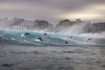 Bottlenose dolphins leap through turquoise waves among surfers at Bronte Beach at sunrise, with sea spray creating a dramatic scene.