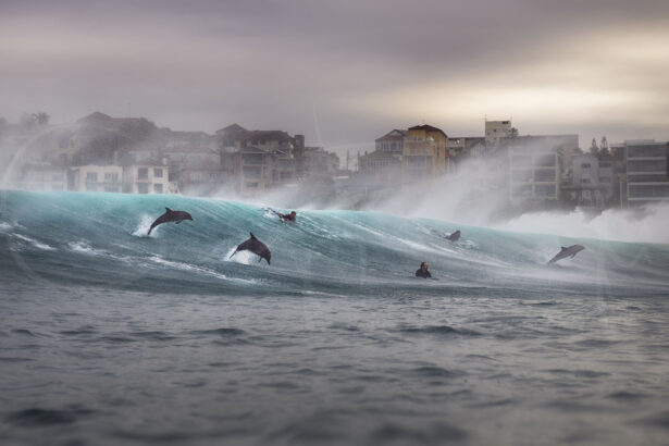 Bottlenose dolphins leap through turquoise waves among surfers at Bronte Beach at sunrise, with sea spray creating a dramatic scene.